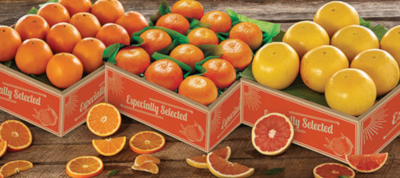 Three Tray Bonanza of Florida Oranges, Tangerines and Red Grapefruit.